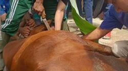 Juleha Harus Kuat Mental Sembelih Hewan Kurban