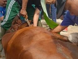 Juleha Harus Kuat Mental Sembelih Hewan Kurban