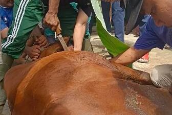 Juleha Harus Kuat Mental Sembelih Hewan Kurban