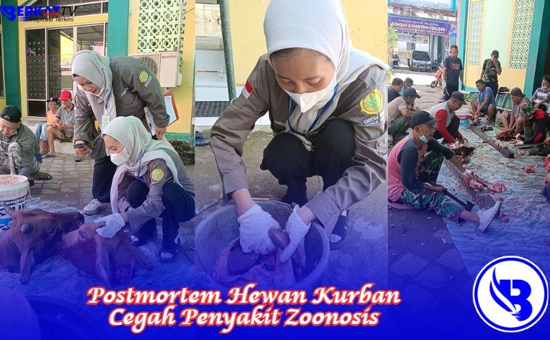 Postmortem Hewan Kurban Cegah Penyakit Zoonosis
