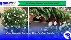 Cara Merawat Tanaman Hias Outdoor Pemula