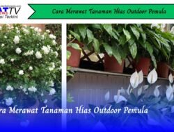 Cara Merawat Tanaman Hias Outdoor Pemula