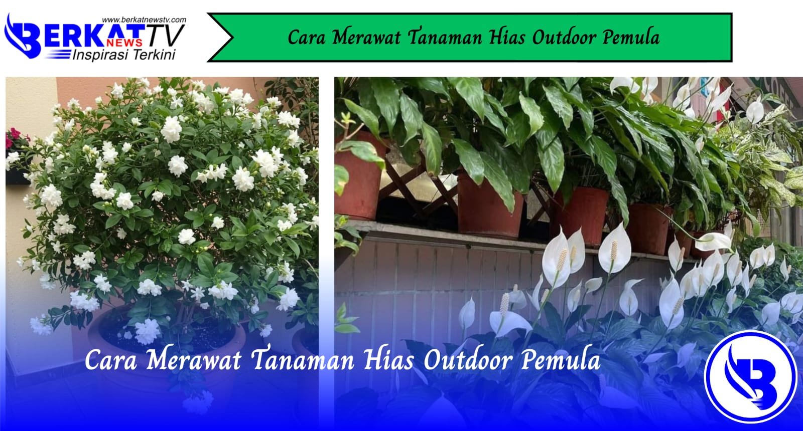 Cara Merawat Tanaman Hias Outdoor Pemula