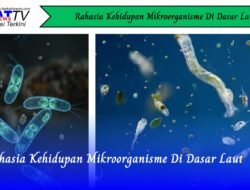 Rahasia Kehidupan Mikroorganisme di Dasar Laut