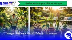 Manfaat Menanam Apotek Hidup di Pekarangan