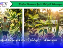 Manfaat Menanam Apotek Hidup di Pekarangan