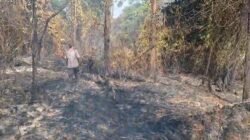 Karhutla di Tayan Hilir Hanguskan Tiga Hektare
