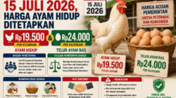 Mulai 15 Juli 2026, Harga Ayam Hidup Ditetapkan Rp19.500 dan Telur Rp24.000
