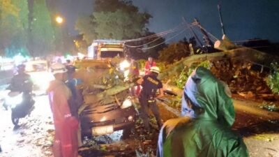 Penumpang Kendaraan Tertimpa Pohon Besar Selamat