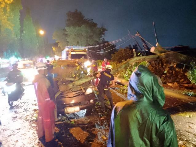 Penumpang Kendaraan Tertimpa Pohon Besar Selamat