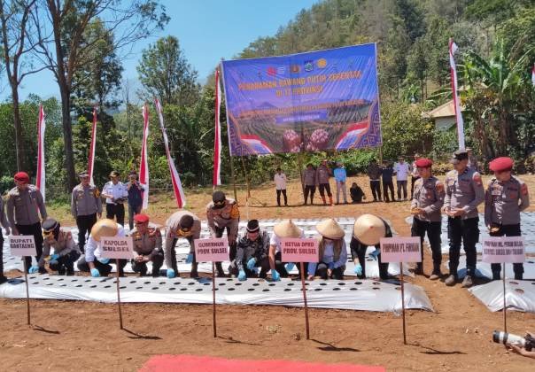 Swasembada Bawang Putih Dimulai, Firman's Grup Penyedia Bibit