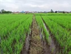 Program Tiga Juta Rumah Terbentur Lahan Pertanian