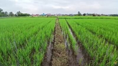 Program Tiga Juta Rumah Terbentur Lahan Pertanian