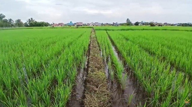 Program Tiga Juta Rumah Terbentur Lahan Pertanian