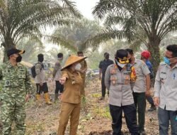 50 Hektare Lahan Sawit Terbakar