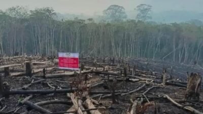Prabowo Perintahkan Lima Perusahaan HTI di Kalbar Dibekukan