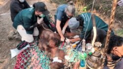Seekor Orangutan Mati Akibat Karhutla
