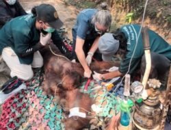 Seekor Orangutan Mati Akibat Karhutla