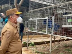 Kolaborasi Menjaga Orangutan dari Perburuan Ilegal