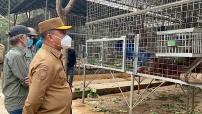 Kolaborasi Menjaga Orangutan dari Perburuan Ilegal