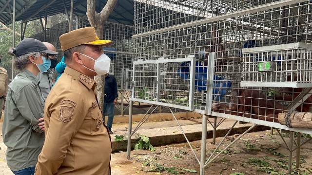 Kolaborasi Menjaga Orangutan dari Perburuan Ilegal