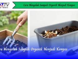 Cara Mengolah Sampah Organik Menjadi Kompos