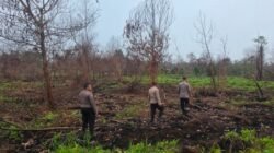 Eks Lahan Karhutla Ditanami 100 Ribu Pohon Matoa